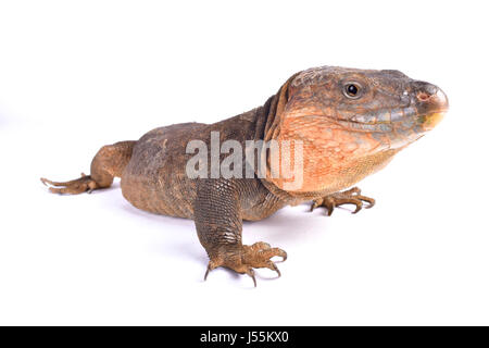 Gran Canaria Rieseneidechse Gallotia stehlini Stockfoto