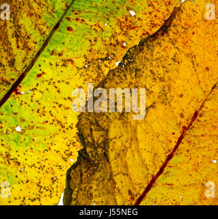 Rumex Crispus mit Blattdetail Stockfoto