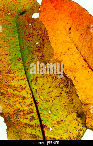 Rumex Crispus mit Blattdetail Stockfoto