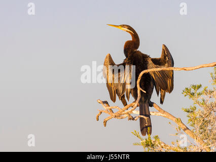 Die Darter (Anhinga Novaehollandiae) ist ein großer, schlanker Vogel mit eine lange Schlange-wie Hals und einem scharfen, spitzen Schnabel. Es ist oft gesehen, Schwimmen mit nur Stockfoto