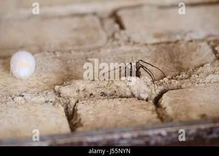 Spinne, Tegenaria Domestica, mit Ei Sack auf unterirdischen gemauerten Schacht, Wales, UK Stockfoto