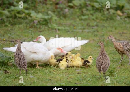 Phasianus Colchicus, Jugendkriminalität, junge Fasane mit Hausenten, Wales, UK Stockfoto