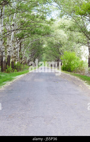 Die Straße mit der alten Asphaltdecke geht in die Ferne. An den Seiten sind grüne Bäume, die einen Bogen bilden. Stockfoto