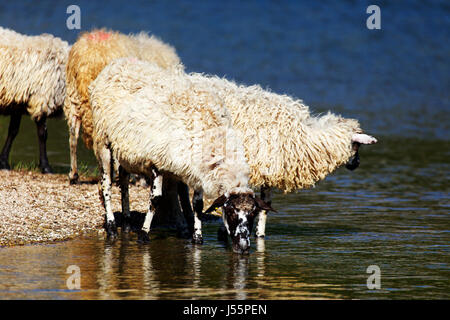 Schafe erfrischen sich auf dem See, Peruča, Kroatien Stockfoto