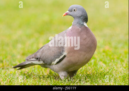 Ein Woodpigeon (Columba Palumbus) hautnah im Vereinigten Königreich Stockfoto