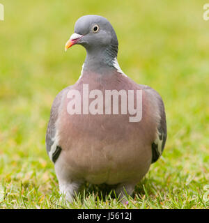 Ein Woodpigeon (Columba Palumbus) hautnah im Vereinigten Königreich Stockfoto