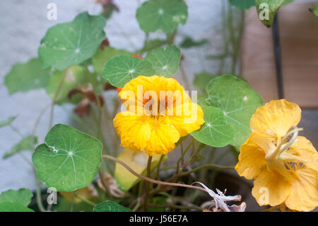 Blühende Tropaeolum Majus (Garten Kapuzinerkresse, indische Kresse oder Mönche Kresse) Stockfoto