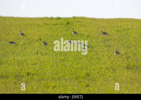 Zwergtrappe Tetrax Tetrax im Winter Getreide Ernte in der Nähe von Castro Verde Alentejo Portugal Stockfoto