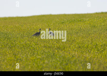 Zwergtrappe Tetrax Tetrax im Winter Getreide Ernte in der Nähe von Castro Verde Alentejo Portugal Stockfoto