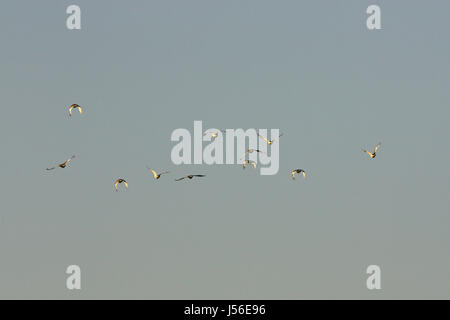 Zwergtrappe Tetrax Tetrax im Flug in der Nähe von Castro Verde Alentejo Portugal Stockfoto