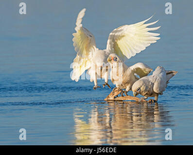 Zwei kleine Corellas (Cacatua sanguineaund) trinken, während ein dritte Vogel nähert sich das Trinken vor Ort am See Senn in Perth, Western Australia. Mit co Stockfoto