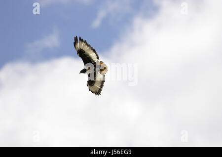 Schakal Bussard Buteo Rufofuscus Erwachsenen Lesotho Stockfoto