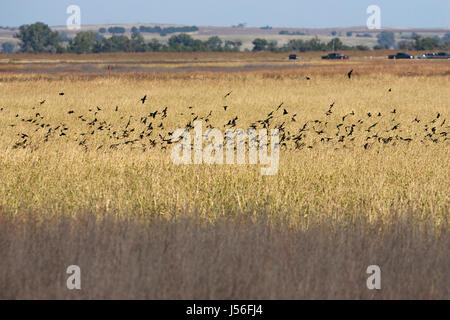 Rotschulterstärling Agelaius Phoeniceus und gelb-vorangegangene Amsel Xanthocephalus Xanthocephalus im Flug über Marsh Cheyenne Bottoms Wildlife Area Stockfoto