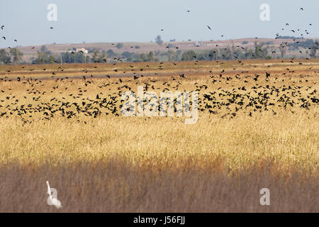 Rotschulterstärling Agelaius Phoeniceus und gelb-vorangegangene Amsel Xanthocephalus Xanthocephalus im Flug über Marsh Cheyenne Bottoms Wildlife Area Stockfoto