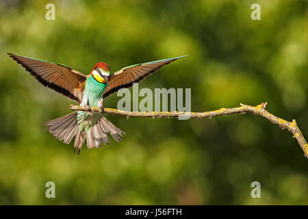 Europäische Bienenfresser Merops Apiaster Landung auf einen Zweig NearTiszaalpar Tiefebene Südungarn Stockfoto