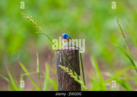 Lazuli bunting Passerina Amoena gehockt Zaunpfahl Pompeius Säule Nationaldenkmal Montana USA 2015 Stockfoto