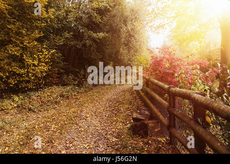 Fußweg auf eine glänzende Szenerie in der Herbstsaison Stockfoto