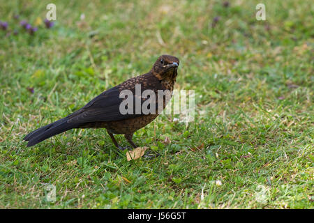 Gemeinsamen Amsel Turdus Merula juvenile auf Garten Rasen Ringwood Hampshire England UK Juli 2016 Stockfoto