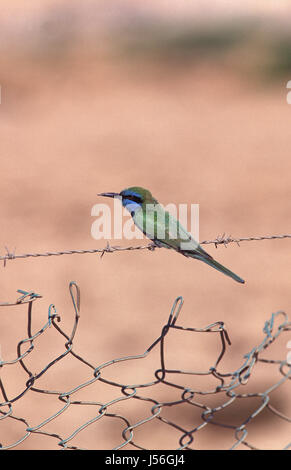 Kleine grüne Bienenfresser Merops Orientalis thront auf Zaun in der Nähe von Eilat Israel Stockfoto