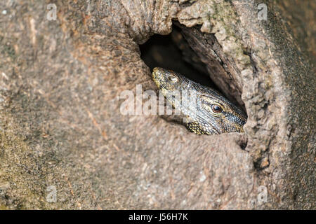 Erwachsenen Wasser-Waran (Varanus Salvator) innen hohl aus einem Mangroven-Baumstamm neben einem Fluss, Singapur Stockfoto