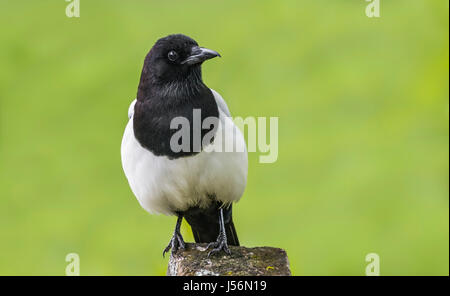 Eurasian Magpie (Pica Pica) auf eine Stelle in West Sussex, England, Großbritannien thront. Stockfoto