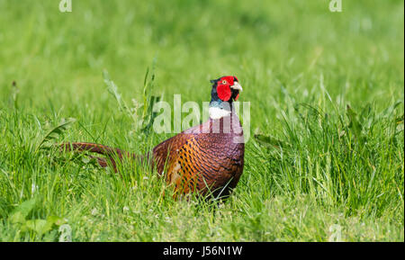 Erwachsene männliche Fasan (Phasianus colchicus) stehen in einem Feld im späten Frühjahr in West Sussex, England, UK. Stockfoto