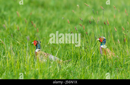 Paar von erwachsenen männlichen Fasane (Phasianus Colchicus) zu Fuß durch ein Feld lange Gras im späten Frühjahr im Süden von England, UK. Stockfoto