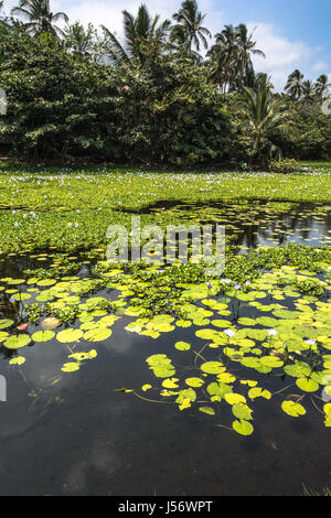 Teich hinter dem schwarzen Sand Strand Punaluu auf Big Island, Hawaii Stockfoto