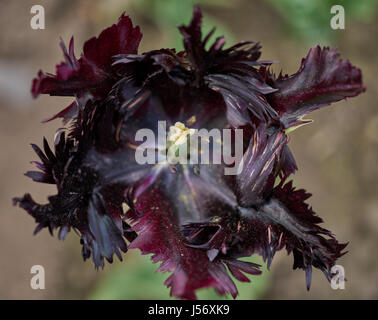 Schwarze Tulpe mit gestreiften gezackten Blütenblatt Rändern Tulipa Tulpe Black Parrot Blume Nahaufnahme Stockfoto