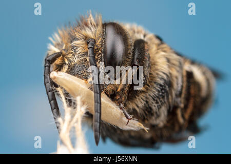 Blatt Scherblock Kuckuck Biene Stockfoto