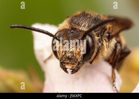 Blatt Scherblock Kuckuck Biene Stockfoto