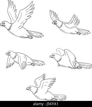 Sammlungssatz Abbildungen von ein Adler fliegen mit Flügeln flattern gesehen in verschiedenen Bewegungen im Cartoon-Stil gemacht. Stock Vektor