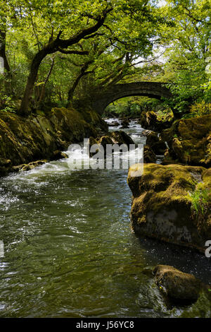 Afon Lledr (Fluss Lledr), der Fluss fließt durch das malerische Tal Lledr (Bwlch Lledr) in Nord-Wales wo Verknüpfungen ist Afon Conwy (Fluss Conway), t Stockfoto