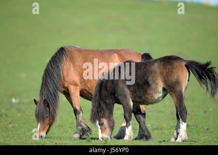 wilde Pferde weiden auf Gemeindeland auf der Gower Stockfoto