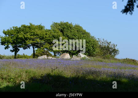 Bluebells auf dem Rand von einem Felsen übersät Clearing bei Notts Hill Gower Stockfoto