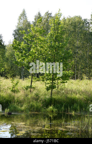 Kleiner Teich im Wald. Stockfoto