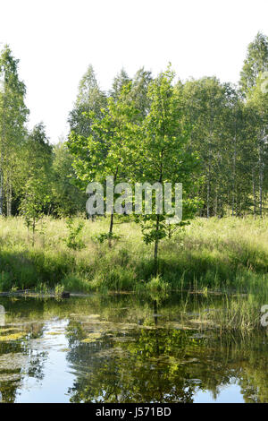 Kleiner Teich im Wald. Stockfoto