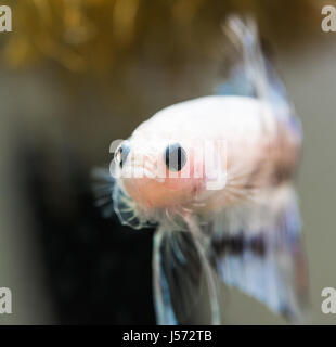 Männliche Cellophan Marmor Halbmond Betta splendens Stockfoto