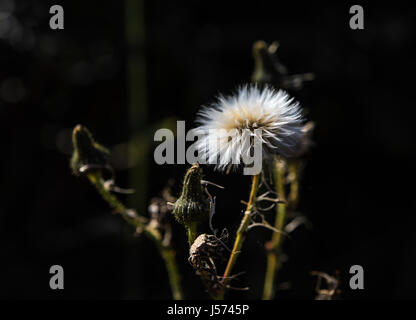 Flauschige Sau-Distel Kopf auf einem dunklen Hintergrund Stockfoto