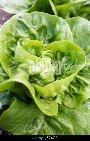 Salat "kleines Juwel Perle", Lactuca Sativa 'Kleine Edelstein Perle', Luftaufnahme von Kopfsalat wachsen im Freien. Stockfoto