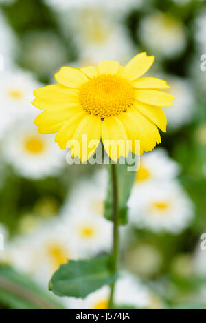 Mais Ringelblume, Chrysanthemum Segetum gelbe farbige Einzelblüte wachsen im Freien. Stockfoto