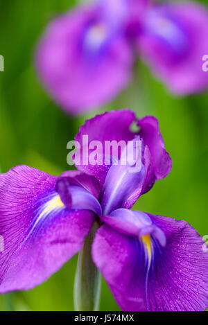 RIS, Wasser japanische Iris, Iris Ensata var Spontanea, lila farbigen Blumen wachsen im Freien. Stockfoto