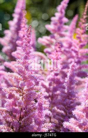 Astilbe, Garten Astilbe Astilbe Arendsii 'Amethyst', Masse der rosa farbigen Blüten wachsen im Freien. Stockfoto