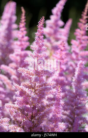 Astilbe, Garten Astilbe Astilbe Arendsii 'Amethyst', Masse der rosa farbigen Blüten wachsen im Freien. Stockfoto