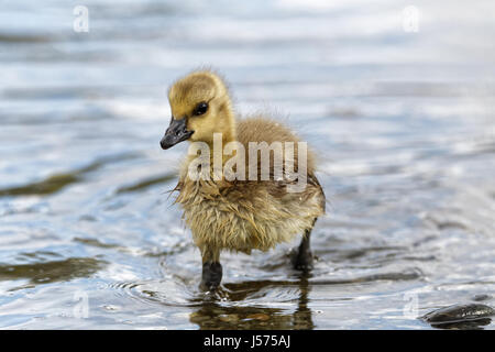 Baby Gänsel Stockfoto