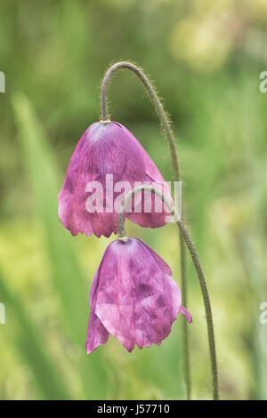 Quintuplinervia Stockfoto