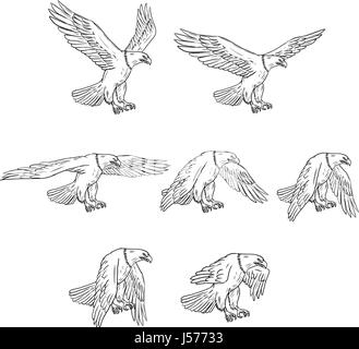 Sammlung von Abbildungen von kahler Adler fliegen mit Flügeln in verschiedenen Bewegungen in Zeichnung Skizze Stil angesehen flattern. Stock Vektor