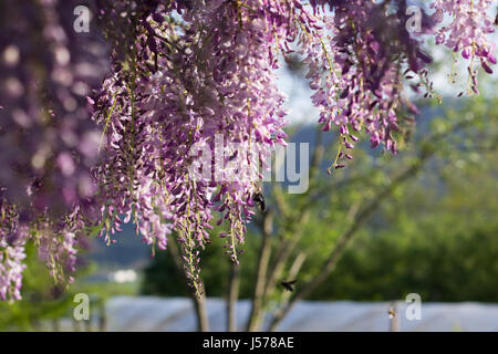 Hummel auf Wysteria Blumen Stockfoto