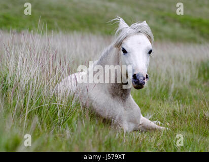 Eine weiße Gower gemeinsame Ponie, Equus Caballus, liegend Inhe Rasen auf aGower Halbinsel Common, Wales, UK Stockfoto