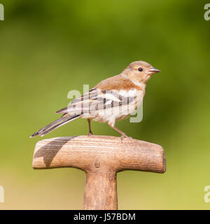 Eine weibliche Buchfinken (Fringilla Coelebs) im Vereinigten Königreich Stockfoto